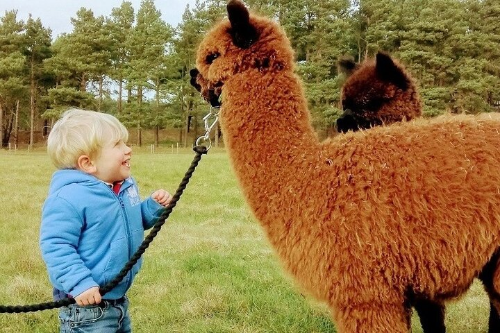 Highland Cows, Walk Alpacas, Scottish Wildlife Centre and Kelpies - Photo 1 of 11